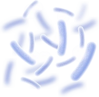 Lactobacillus Reuteri