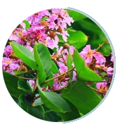 Lagerstroemia speciosa