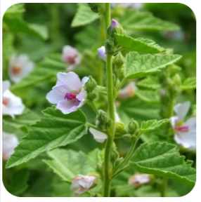 Nerve Calm Ingredient - Althaea Officinalis