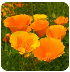 Nerve Calm Ingredient - California Poppy Seed