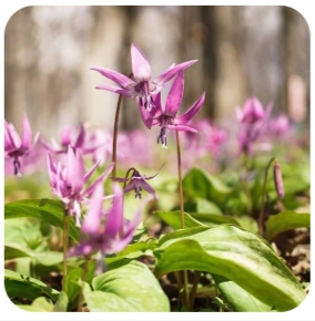 Nerve Calm Ingredient - Corydalis Yanhusuo