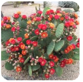 Nerve Calm Ingredient - Opuntia Phaeacantha