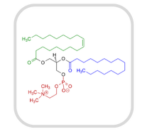 Phosphatidyl Choline