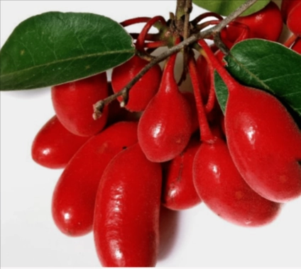 Uvaria Rufa Blume Extract