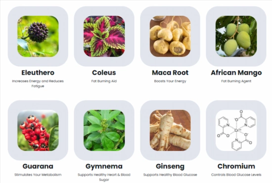 Sugar Defender Ingredients