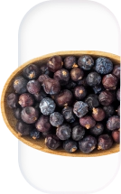 juniper