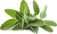 sage